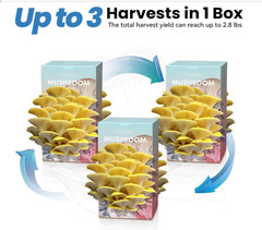 Golden Oyster Mushroom Grow Kit 4lb Organic USA—Grow Fancy Fungi Fast Fun