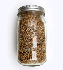 Sterilized Whole Oat Grain Spawn Jars – Pack Of 4 Quart Size Jars