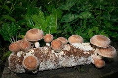 Root Mushroom Farm/Shiitake Mushroom Grow Kit/ Harvest in 10 Days