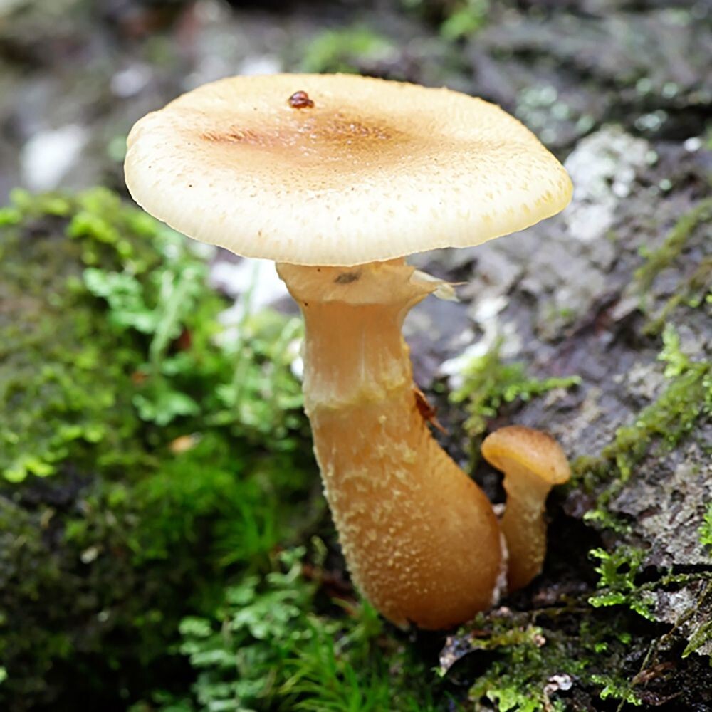 Bulbous Honey Mushroom (Armillaria gallica) Liquid Culture