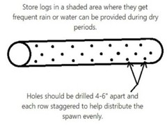 Shiitake Mushroom Plug Spawn 500X And Drill Bit Combo – FREE USA shipping