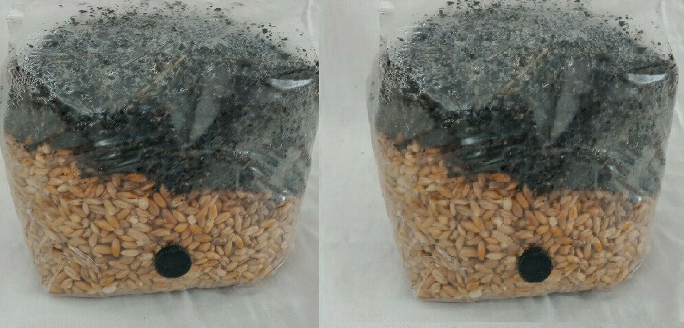2 All in One Mushroom Grow Bags Sterilized 3 lb GROWING BIO-BAG KIT FAST SHIP[B]