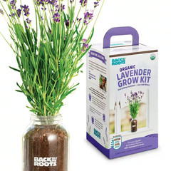 Organic Lavender Grow Kit