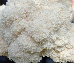Lions Mane (Yeti ) Commercial Strain 10ml I Premium Culture