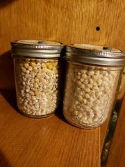 2 Popcorn Grain for Mushrooms in 500ml. Jars.
