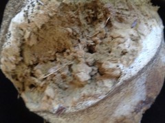 2 Natural Giant Puffball Mycelium Spores PUFF BALL Mushroom 3.5 & 6″