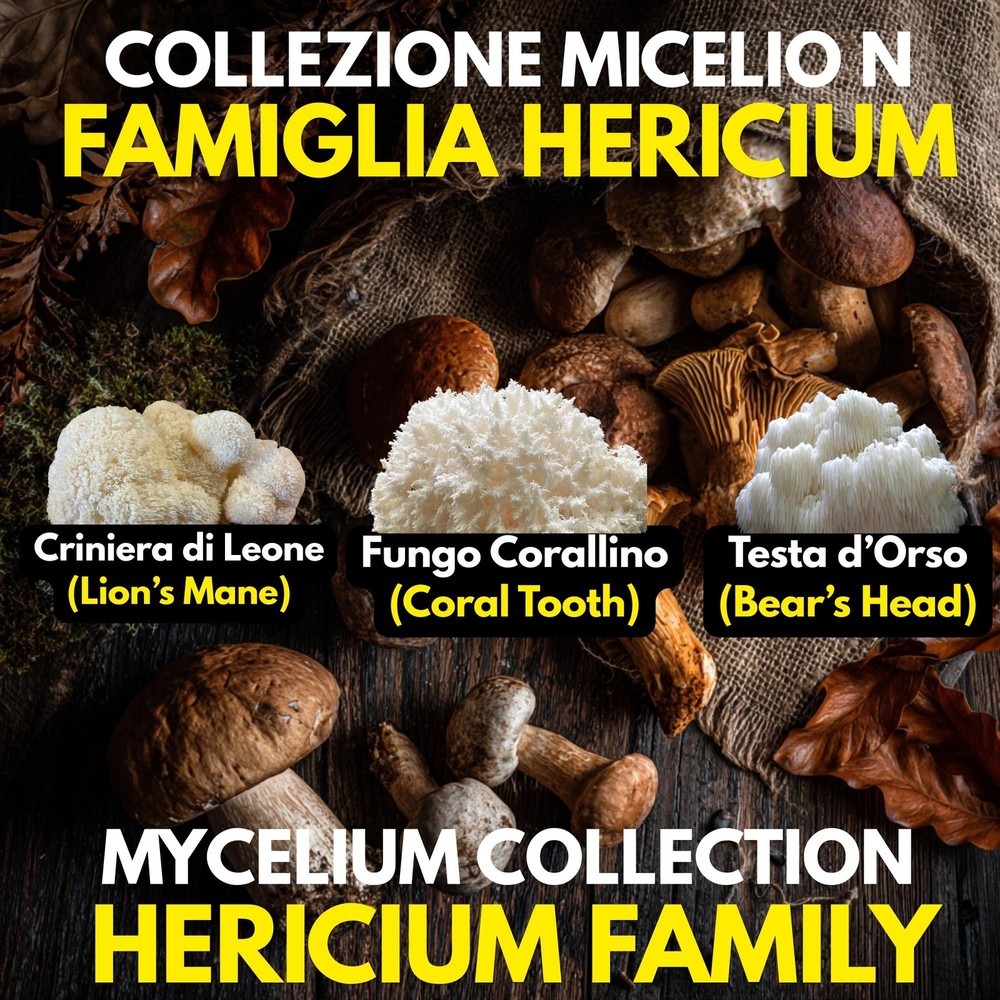 Hericium Collection 3 Liquid Cultures Lion’s Mane Hedgehog Bundle