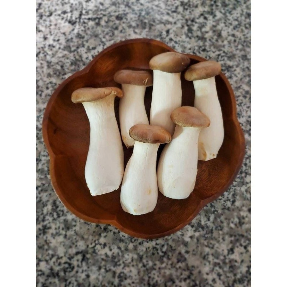 King Oyster Liquid Mushroom Culture Pleurotus eryngii