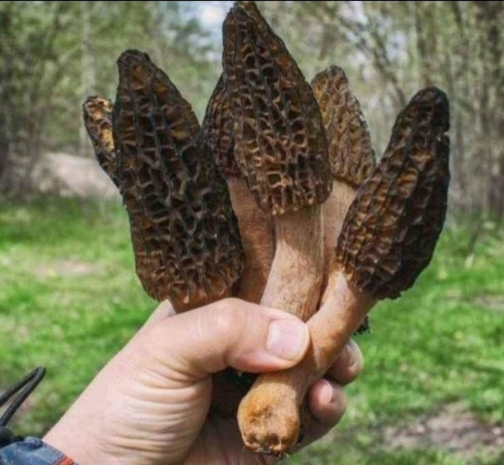 Morel Mushroom – Spawn – Garden Grow Kit – Covers 6′ X 6′ Area!