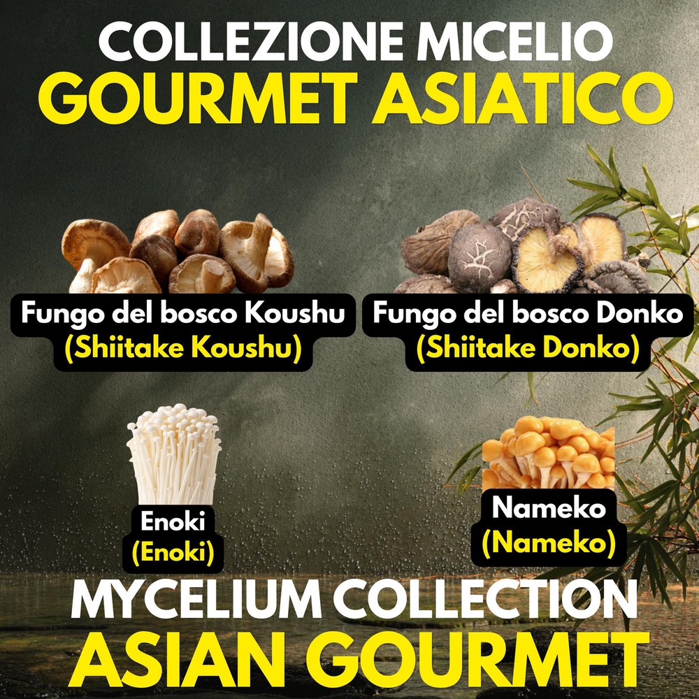 4 Japanese Shiitake Donko Koushu Nameko Enoki Liquid Mushroom Cultures