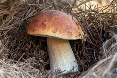 Porcini King Bolete Mushroom Spores in Sawdust Bag Jumbo Grow Kit Makes 25 gal