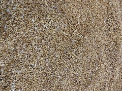 4x3lb Bags Sterilized Bulk Grain Spawn for Cultivating Mushrooms