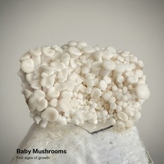 White Oyster Mushroom Grow Kit by Forest Origins | Beginner Mushroom Growing Kit