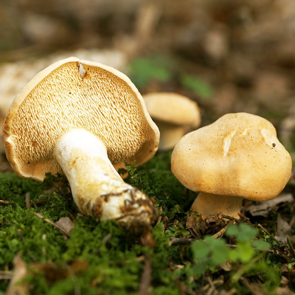 Hedgehog Mushroom (Hydnum repandum) Liquid Culture
