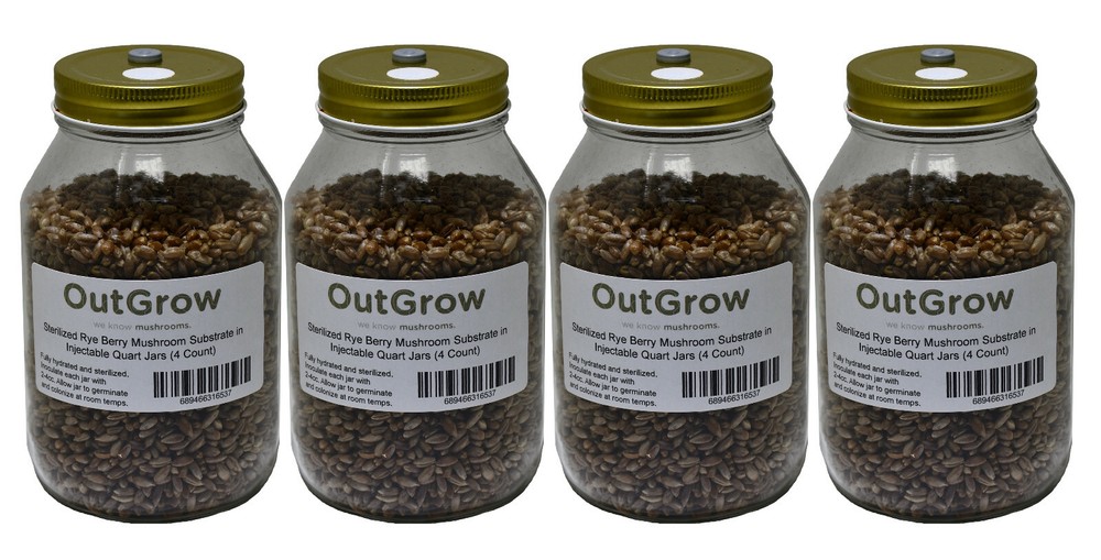 Four Quart Jars of Sterilized Rye Grains with Self Healing Injection Ports