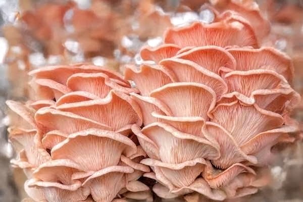 Pink (Flamingo) Oyster Mushroom Liquid Fungi Culture 10ml.