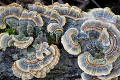 Organic Turkey Tail Mushroom Powder – Polyporus Vesicolor Yun Zhi – 50g