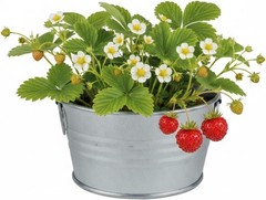 Seeds Strawberry Grow Kit – Basin Ceramic Planter – Complete Indoor/Outdoor G…