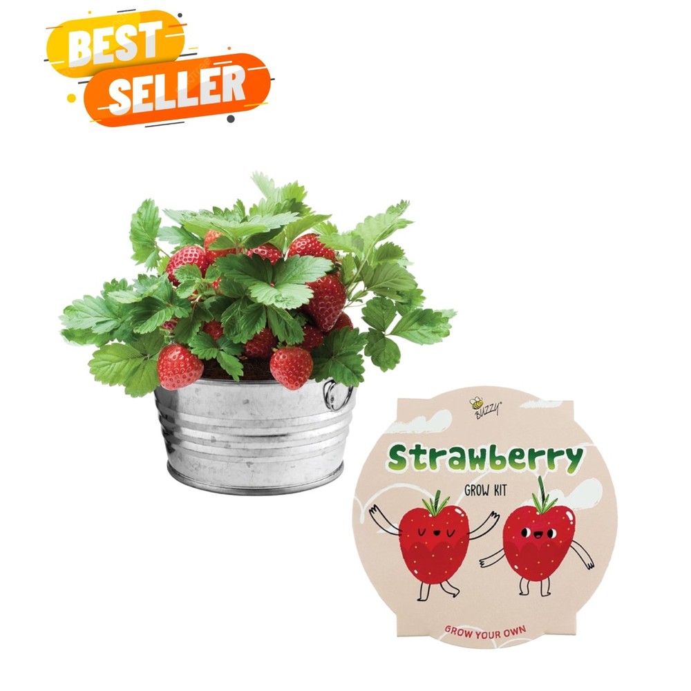 Seeds Strawberry Grow Kit – Basin Ceramic Planter – Complete Indoor/Outdoor G…