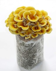 Root Mushroom Farm—Golden Oyster Mushroom Grow Kit
