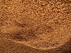 4x3lb Bags Sterilized Bulk Grain Spawn for Cultivating Mushrooms