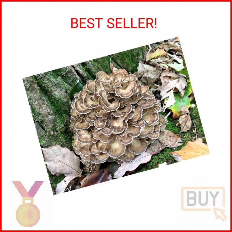 100 Hen of The Woods Mushroom Plug Spawn to Grow Gourmet Medicinal Mushrooms at