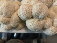 5lb Sawdust/Grain Spawn Mix