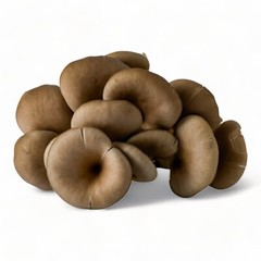 Organic Blue Oyster Mushroom Grow Kit – Beginner Friendly – Guaranteed to Grow