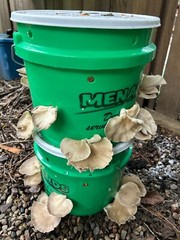 Mushroom liquid culture syringe Library-pack, over 30 strains included!
