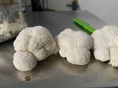 4.5 Lbs Lions Mane Mushroom Fruiting Blocks