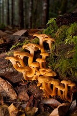 Funnel Chanterelle Yellow FT Mushroom Spores in Sawdust Bag Garden Grow Kit 5gal