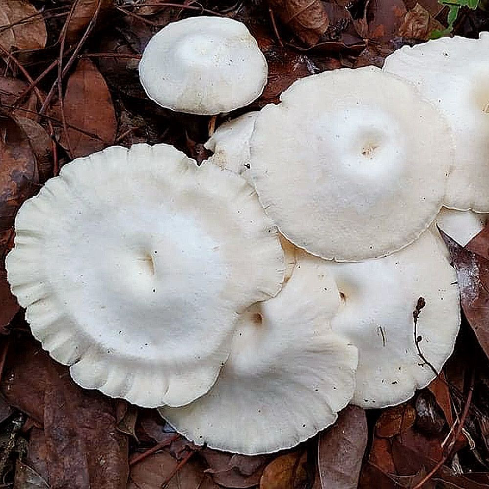 Pearl Sawgill (Lentinus concavus) Liquid Culture