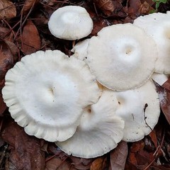 Pearl Sawgill (Lentinus concavus) Liquid Culture