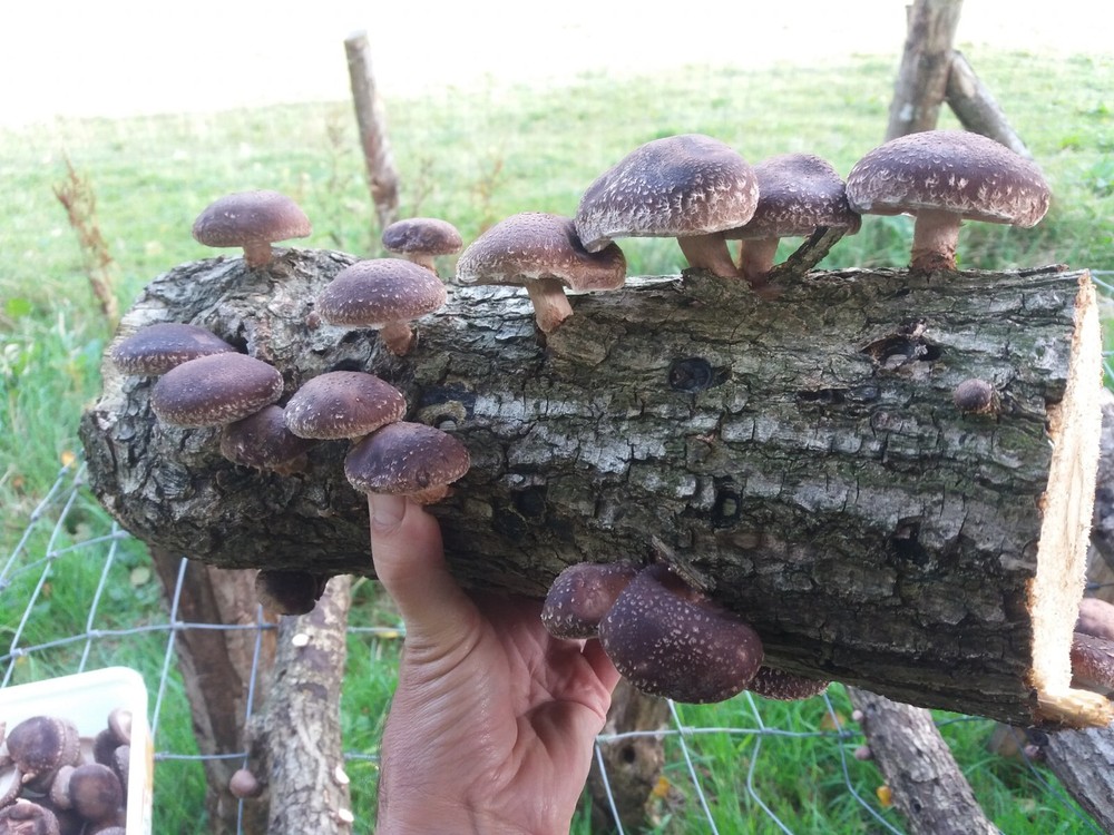 ORGANIC – Shiitake Mushroom (Lentinula edodes) Liquid Culture