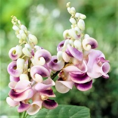 20+ Corkscrew Vine Flower Seeds for Planting Outdoors Garden-Perennial white