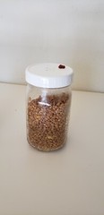 1 lb Sterilized Mushroom Grain Spawn Self Healing Jars