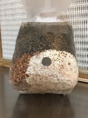 MycoHaus 16 Pack All in One 5 LB Rye & Compost Mushroom Substrate Spawn Grow Kit