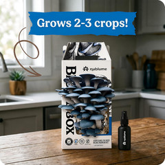 Bloombox Blue Oyster Mushroom Grow Kit – Spray & Grow – Pre-Inoculated Indoor Mu