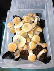 21 lbs.4-5.4lbs bags Horse manure compost Bulk Mushroom Substrate.