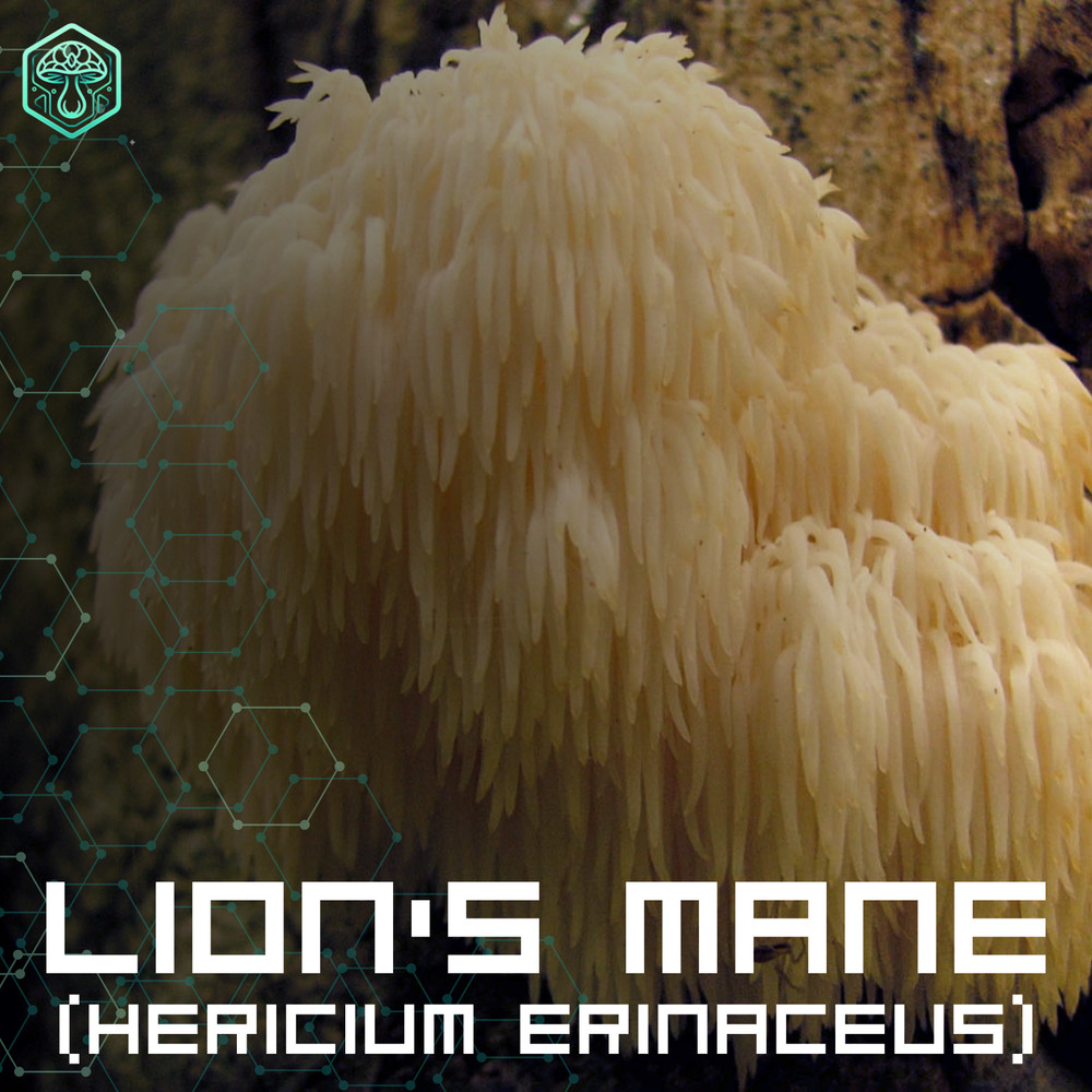 Lion’s Mane Liquid Culture 10cc Syringe -Hericium erinaceus Mycelium Inoculation