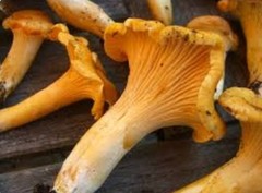 6 Pack! Chanterelle Mushroom – Garden Grow Kit – Organic Mushroom Starter
