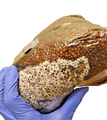 Grow Bag for Mushrooms – All In One – 2x