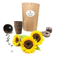 Dwarf Sunflower Seeds for Planting Grow Kit – Seeds – Peat Pots – Soil Pods!
