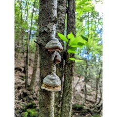 Fomes fomentarius liquid mushroom culture. Amadou, Tinder Hoof Fungus