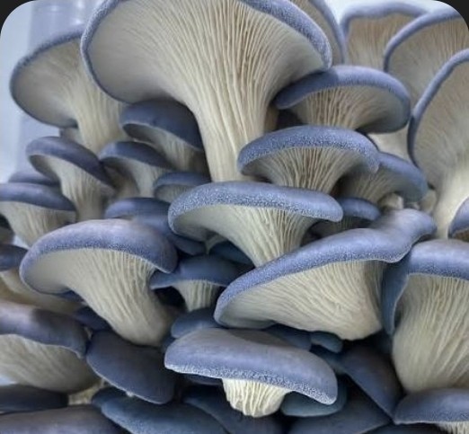 Blue Oyster Mushroom Liquid Culture 10cc