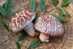 Seeds Mushroom Shiitake Imperial Mycelium Spawn Spores Organic Ukraine