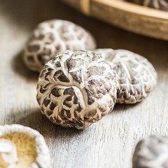 Seeds Mushroom Shiitake Imperial Mycelium Spawn Spores Organic Ukraine