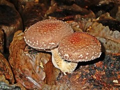 Seeds Mushroom Shiitake Imperial Mycelium Spawn Spores Organic Ukraine