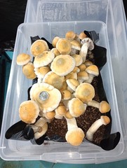 Horse Manure mushroom Substrate compost 40pounds Sterilized High Pressure