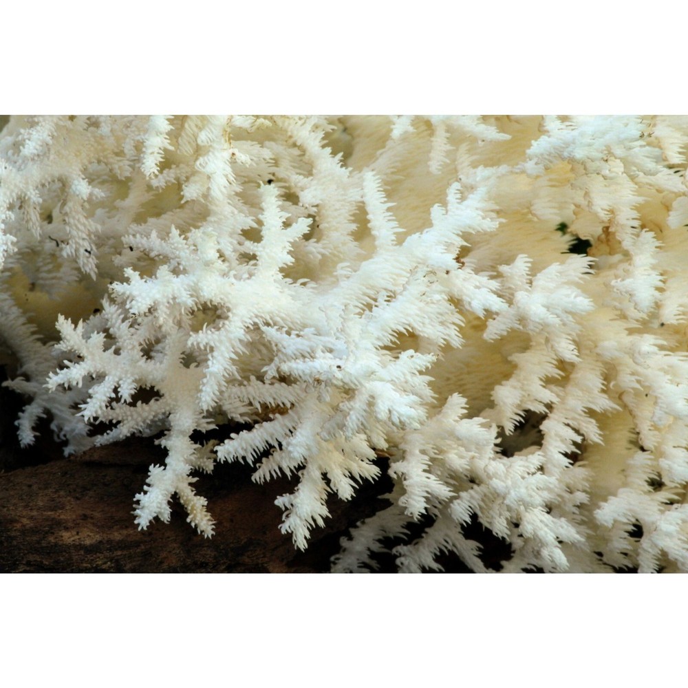 Coral Tooth Mushroom Hericium coralloides Liquid Culture